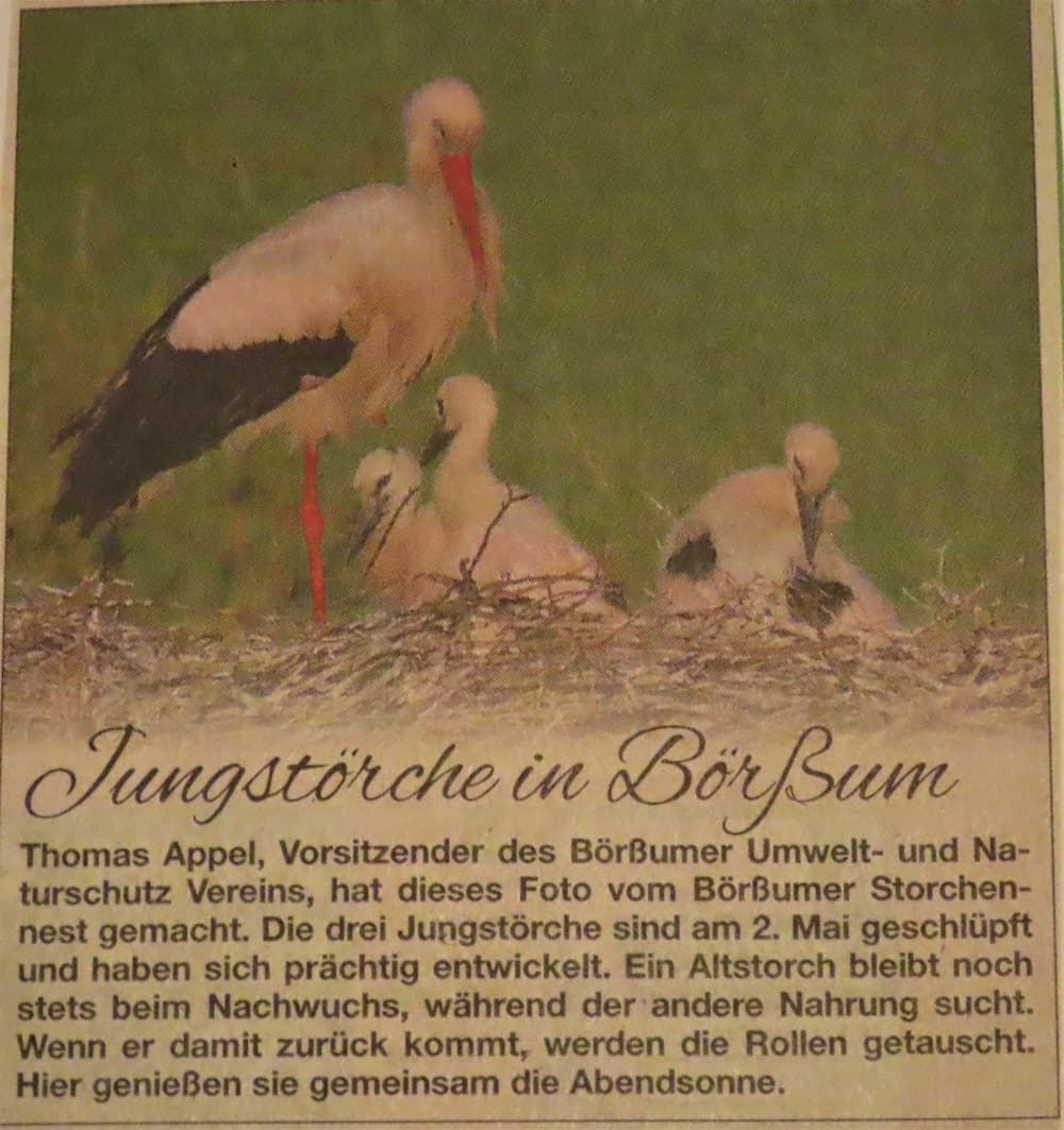 Jungstörche in Börßum