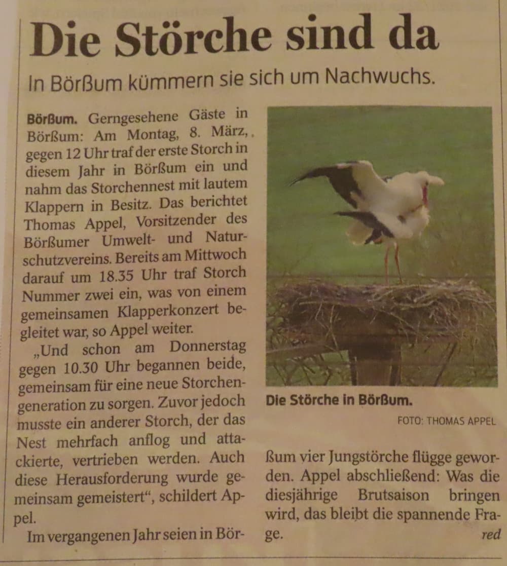 Die Störche sind da